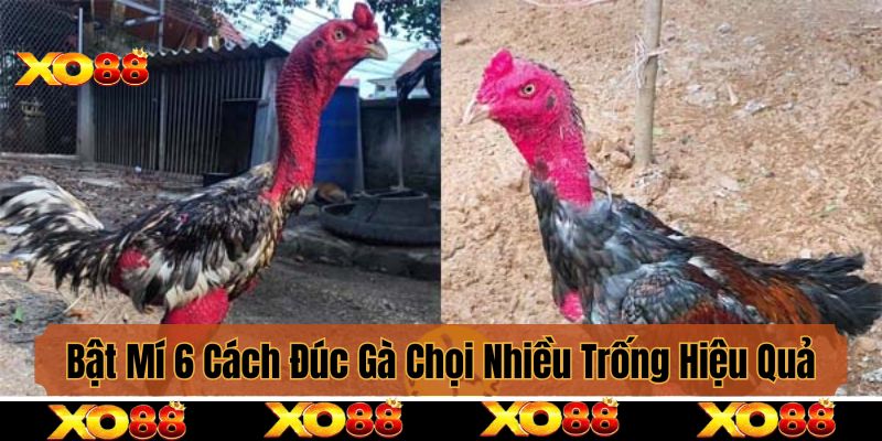 Bật Mí 6 Cách Đúc Gà Chọi Nhiều Trống Hiệu Quả Nhất 2025