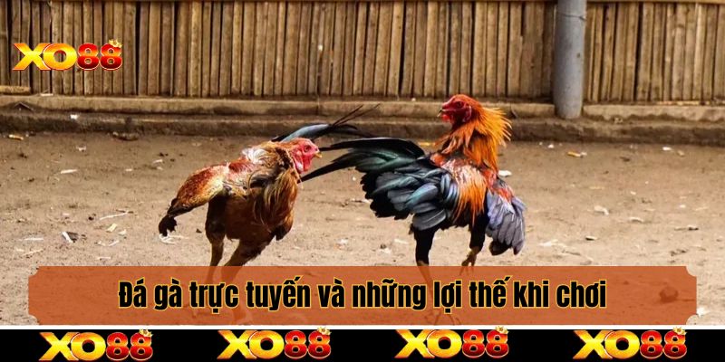 Đá gà trực tuyến và những lợi thế khi chơi