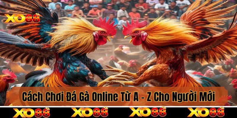 Cách Chơi Đá Gà Online Từ A - Z Cho Những Người Mới Bắt Đầu
