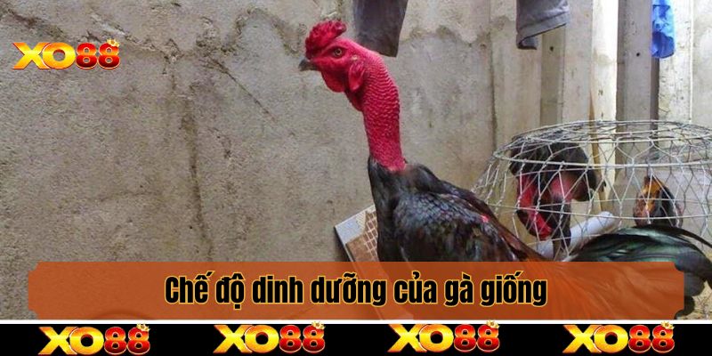 Chế độ dinh dưỡng của gà giống