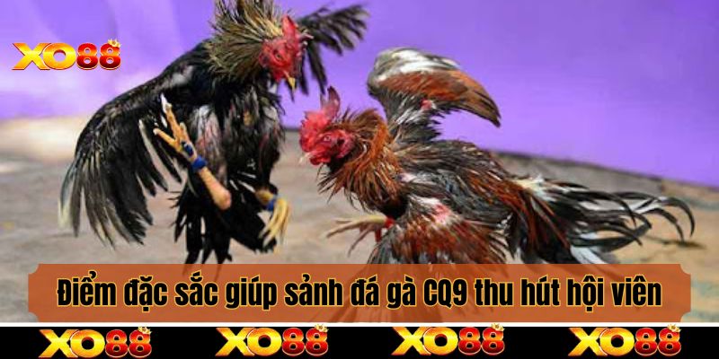 Điểm đặc sắc ấn tượng giúp sảnh đá gà CQ9 thu hút hội viên