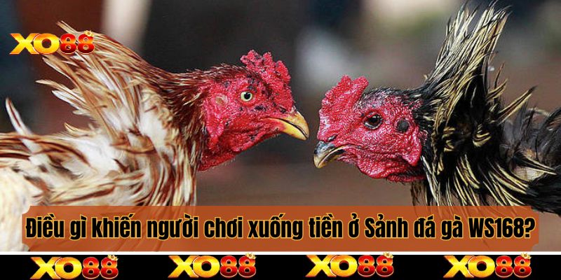 Điều gì khiến người chơi phải xuống tiền ở Sảnh đá gà WS168?