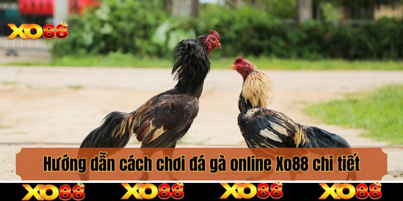 Hướng dẫn cách chơi đá gà online Xo88 chi tiết