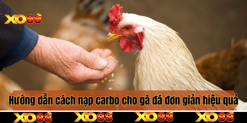 Hướng dẫn cách nạp carbo cho gà đá đơn giản, hiệu quả
