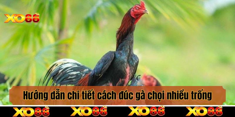 Hướng dẫn chi tiết cách đúc gà chọi nhiều trống bạn cần biết