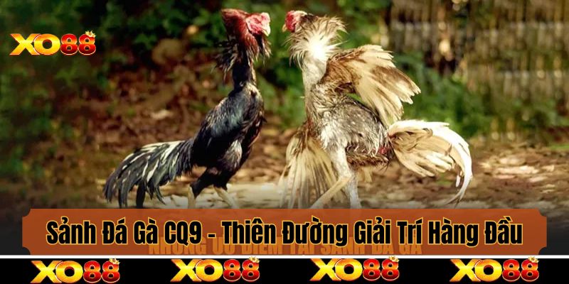 Sảnh Đá Gà CQ9 - Thiên Đường Giải Trí Hàng Đầu Cho Người Đam Mê