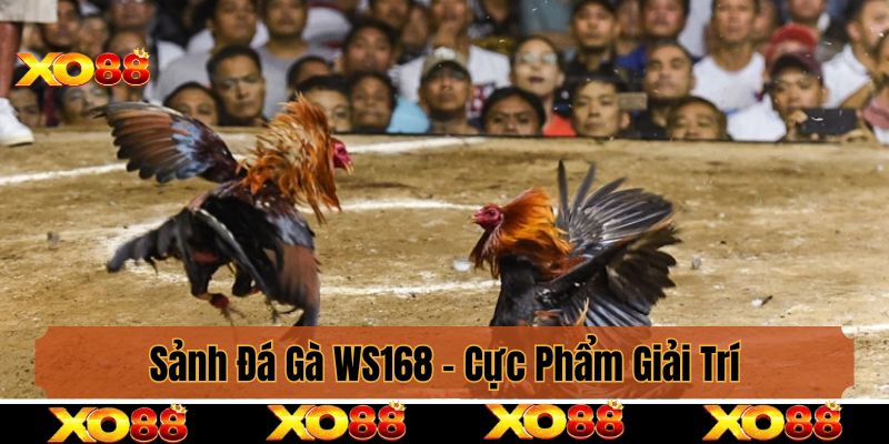 Sảnh Đá Gà WS168 - Cực Phẩm Giải Trí, Nơi Cảm Xúc Bùng Nổ!