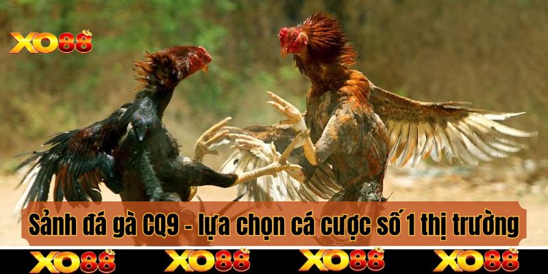 Sảnh đá gà CQ9 - lựa chọn cá cược số 1 thị trường