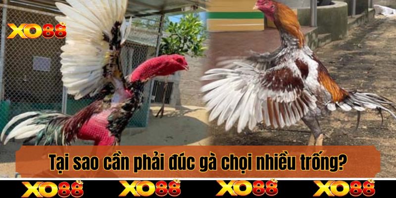 Tại sao cần phải đúc gà chọi nhiều trống?