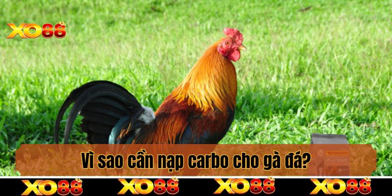 Vì sao cần nạp carbo cho gà đá?